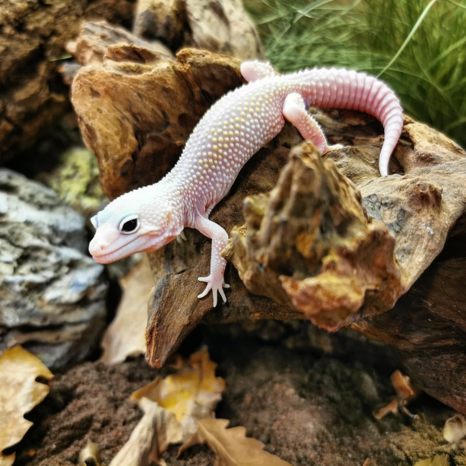 A Bioaktív Terrárium Talajok Előnyei